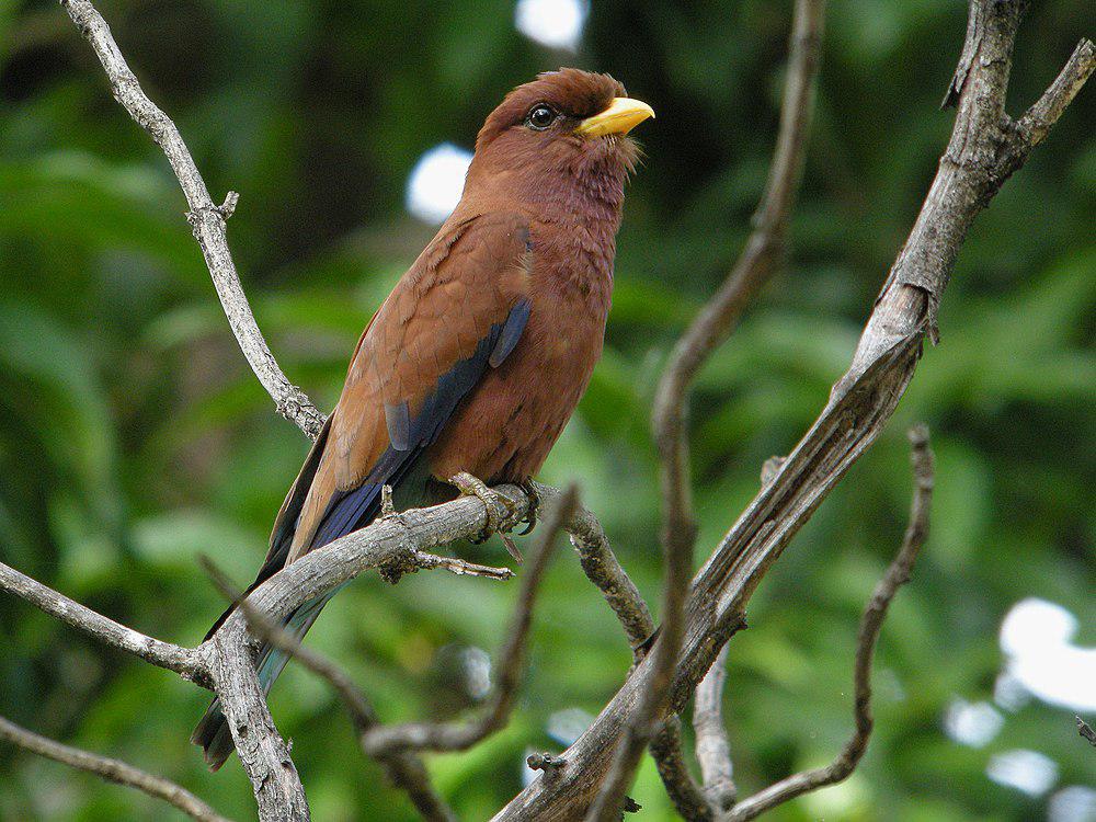 阔嘴三宝鸟 / Broad-billed Roller / Eurystomus glaucurus