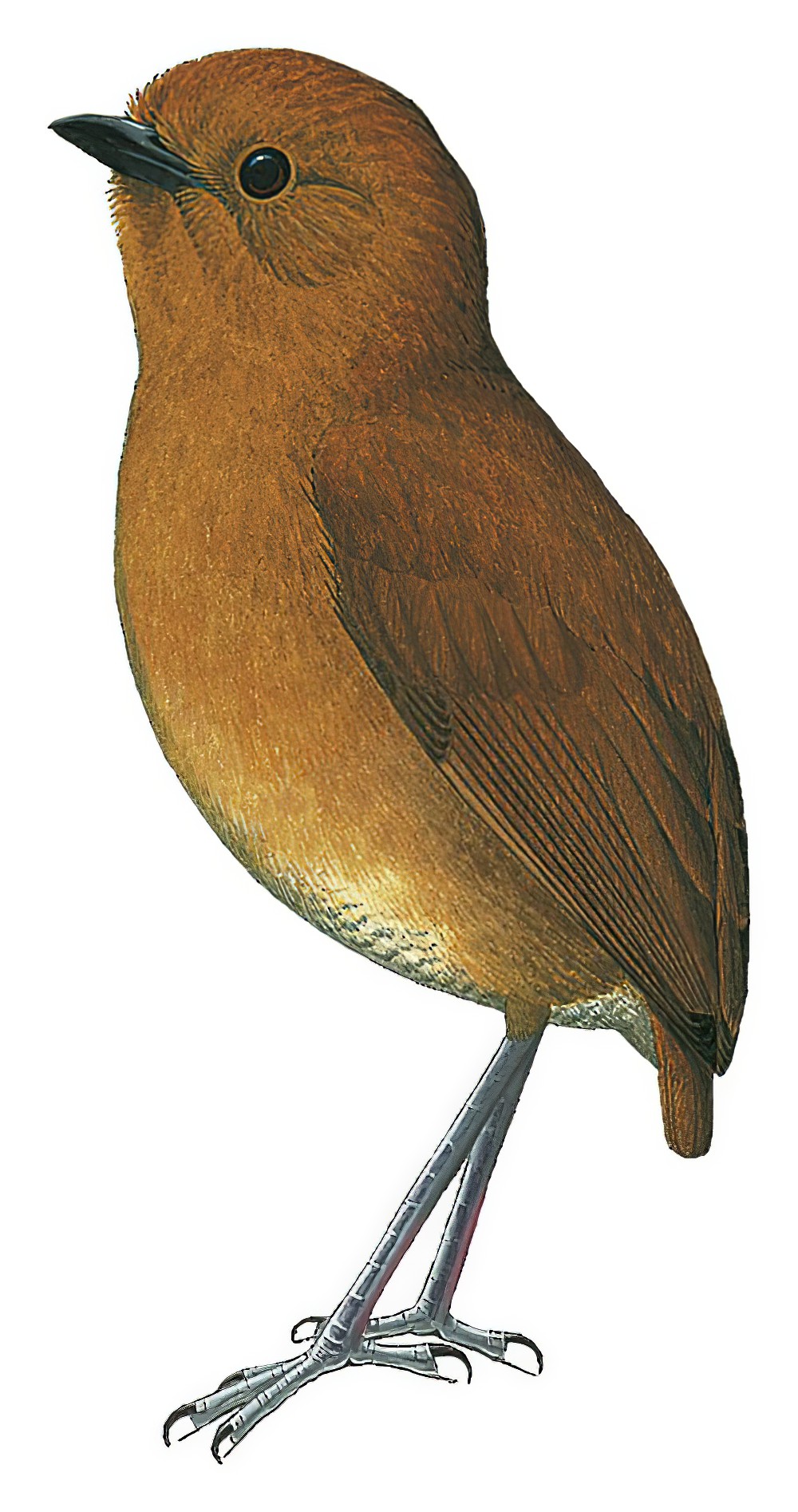 栗蚁鸫 / Chestnut Antpitta / Grallaria blakei