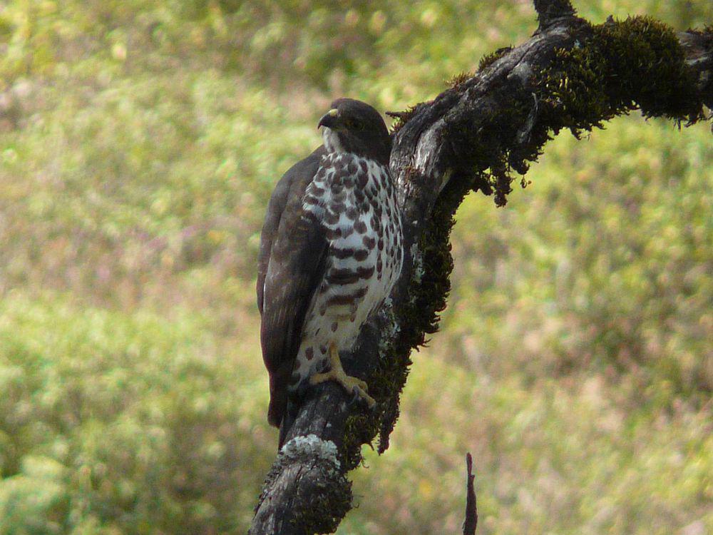 山鵟 / Mountain Buzzard / Buteo oreophilus