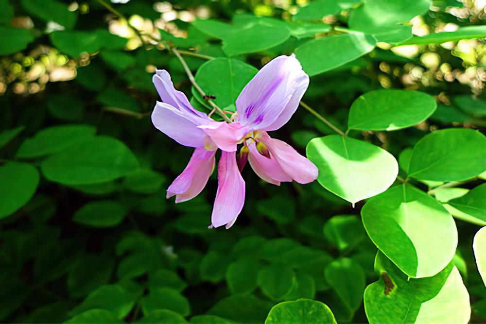 花木蓝