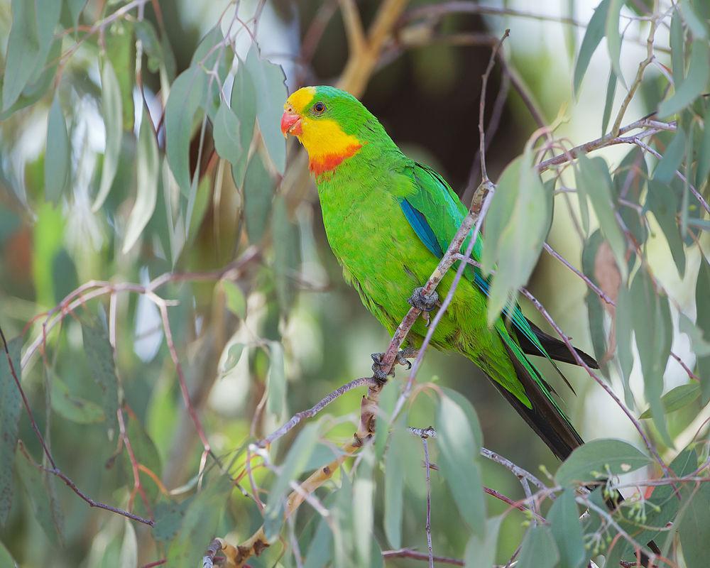 靓鹦鹉 / Superb Parrot / Polytelis swainsonii