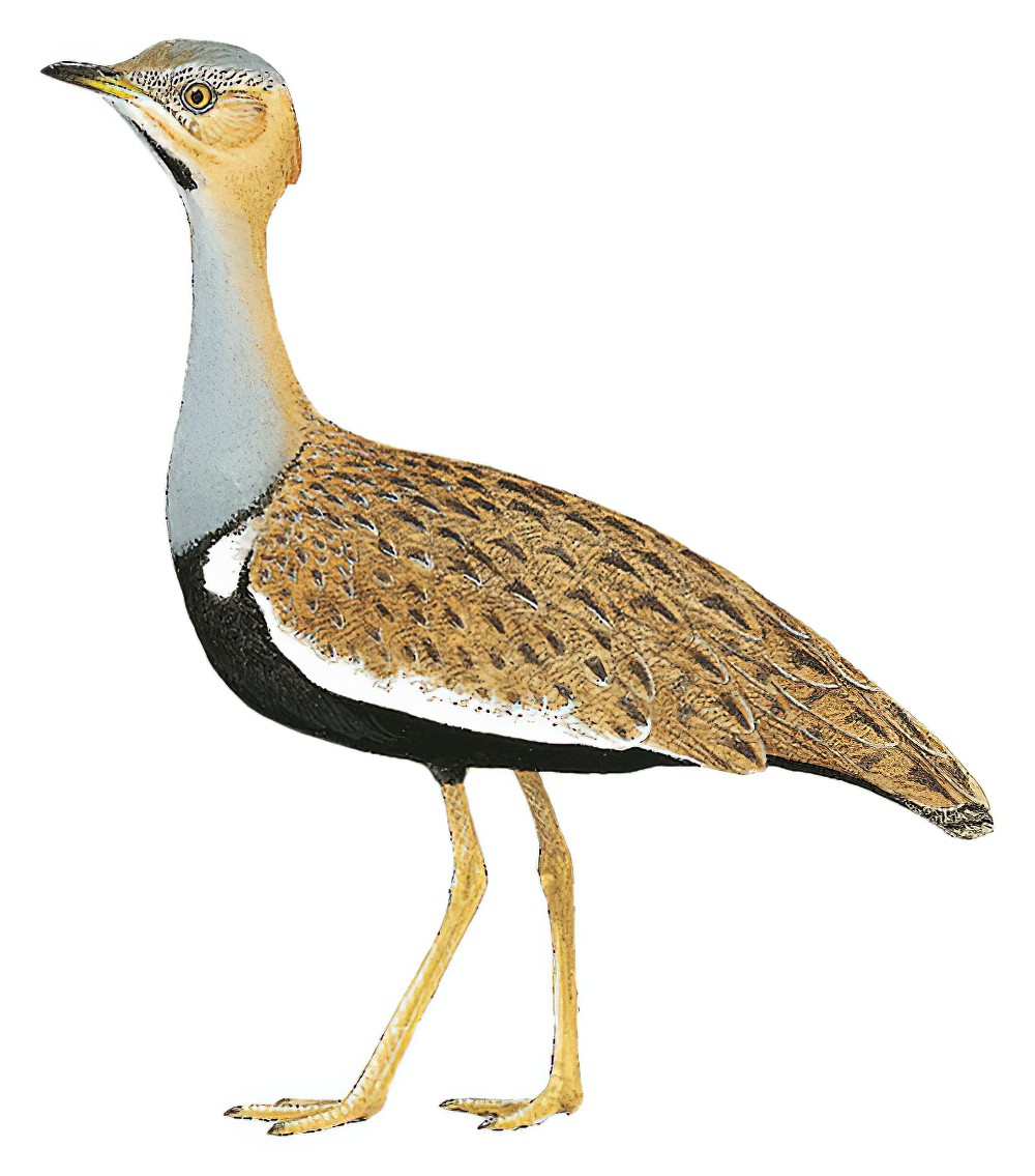 萨氏鸨 / Savile's Bustard / Lophotis savilei