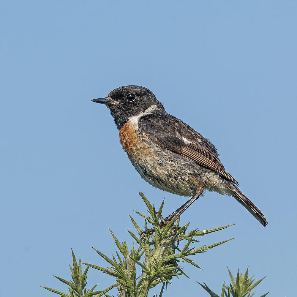 欧洲石䳭 / European Stonechat / Saxicola rubicola