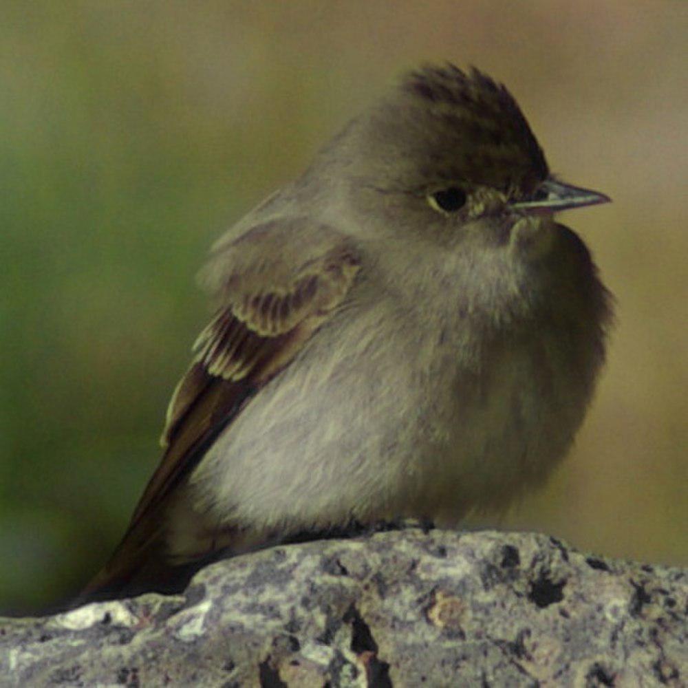 西绿霸鹟 / Western Wood Pewee / Contopus sordidulus