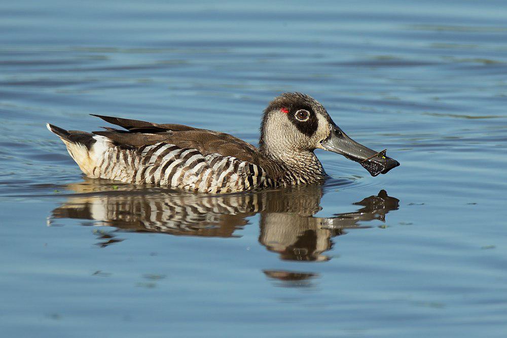 红耳鸭 / Pink-eared Duck / Malacorhynchus membranaceus