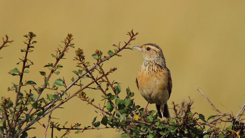 红翅歌百灵 / Red-winged Lark / Mirafra hypermetra