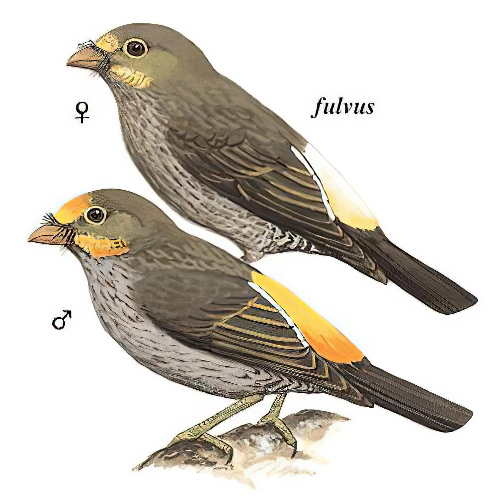 黄腰响蜜䴕 / Yellow-rumped Honeyguide / Indicator xanthonotus