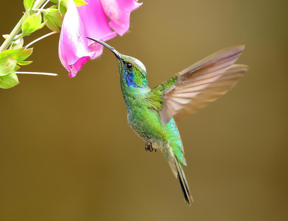 绿紫耳蜂鸟 / Mexican Violetear / Colibri thalassinus