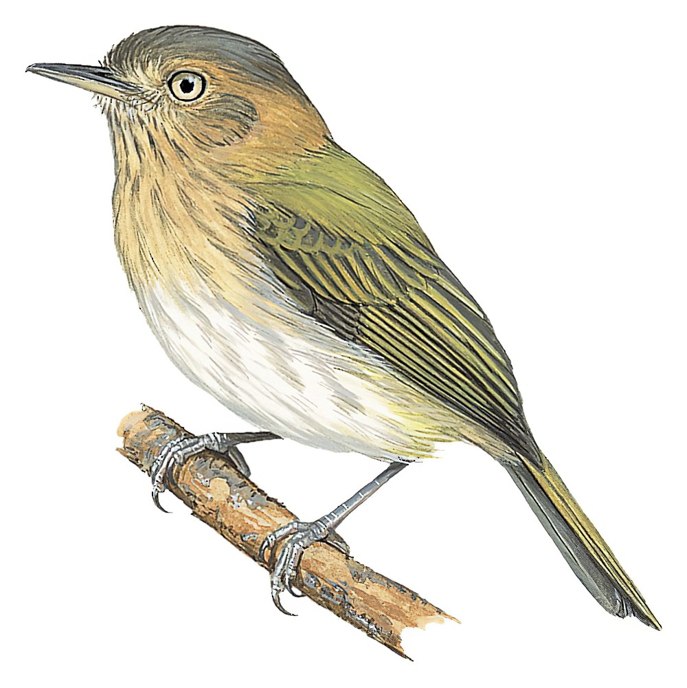 黄喉哑霸鹟 / Buff-throated Tody-Tyrant / Hemitriccus rufigularis