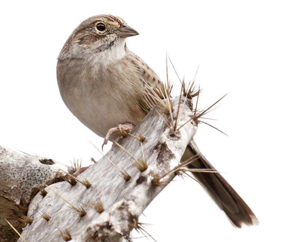 卡氏猛雀鹀 / Cassin\'s Sparrow / Peucaea cassinii
