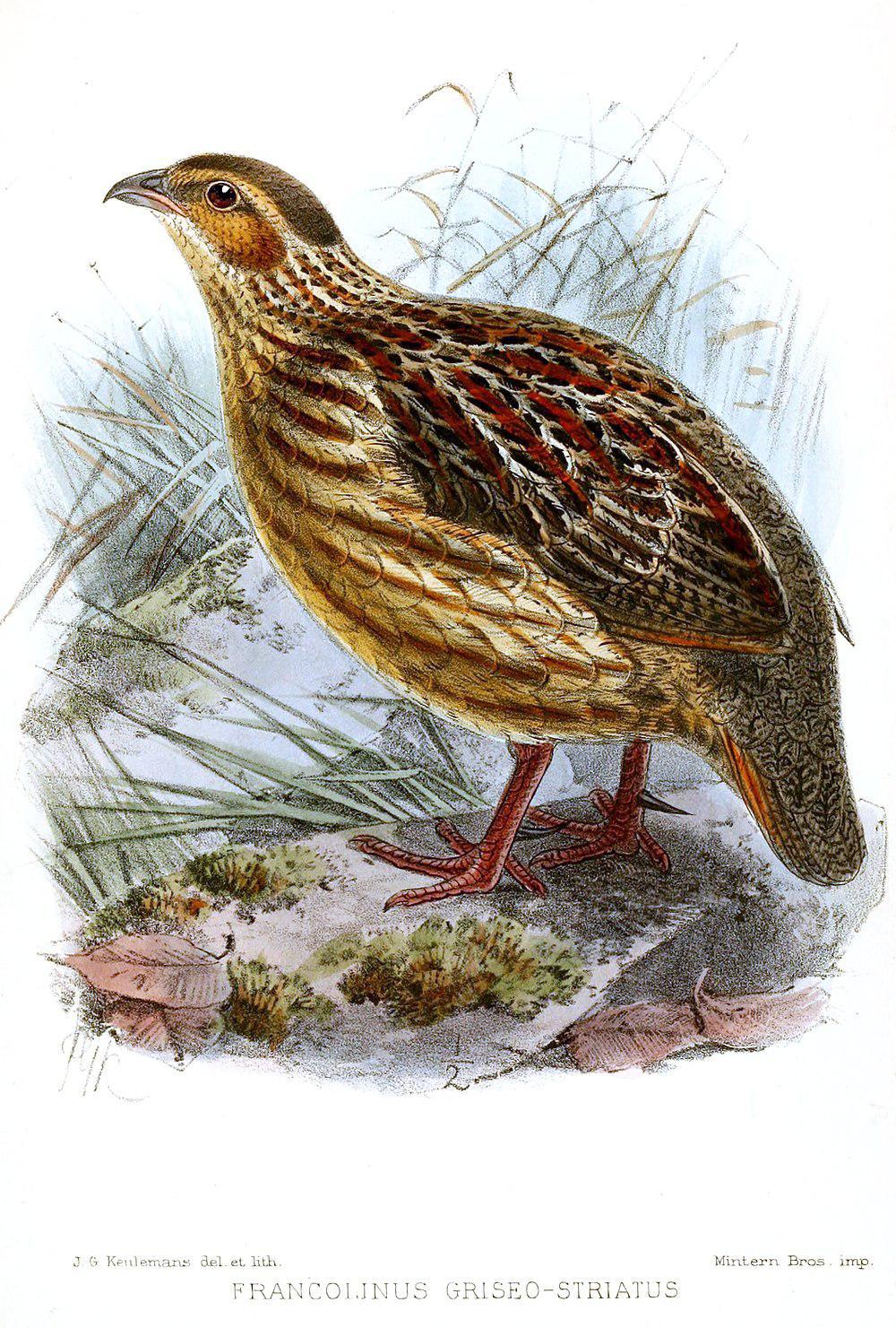 灰纹鹧鸪 / Grey-striped Spurfowl / Pternistis griseostriatus