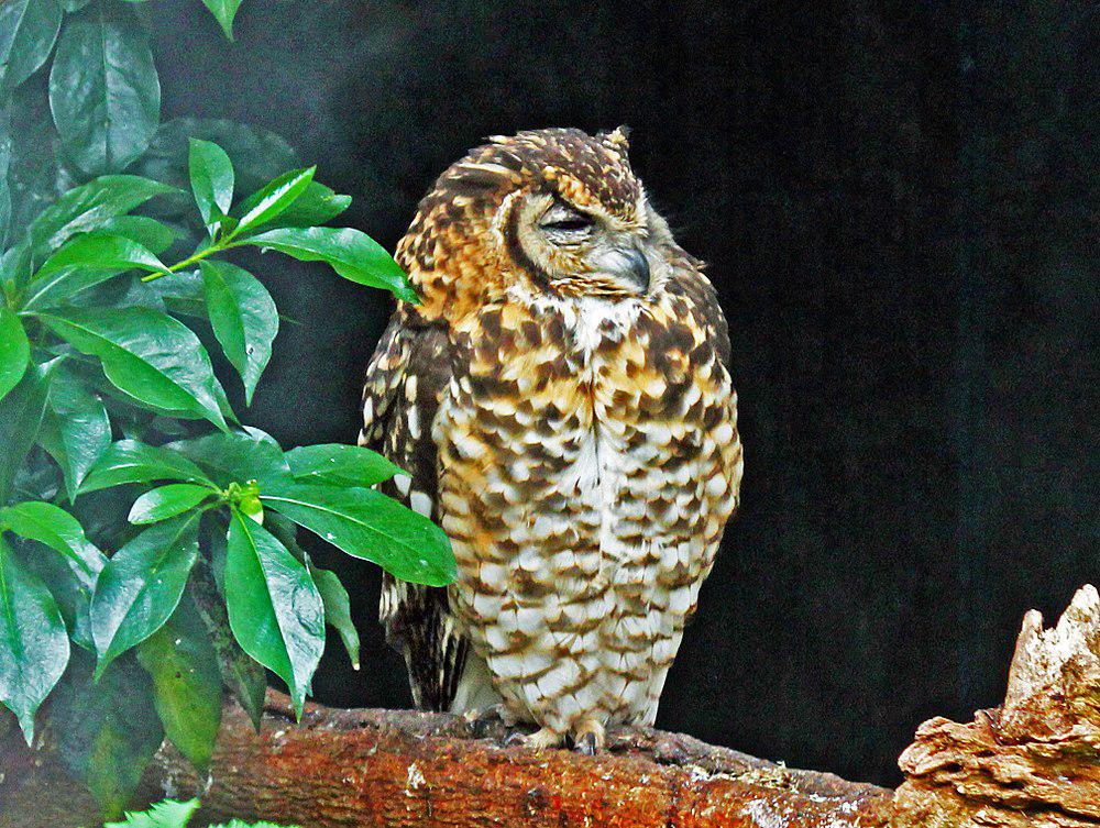 海角雕鸮 / Cape Eagle-Owl / Bubo capensis