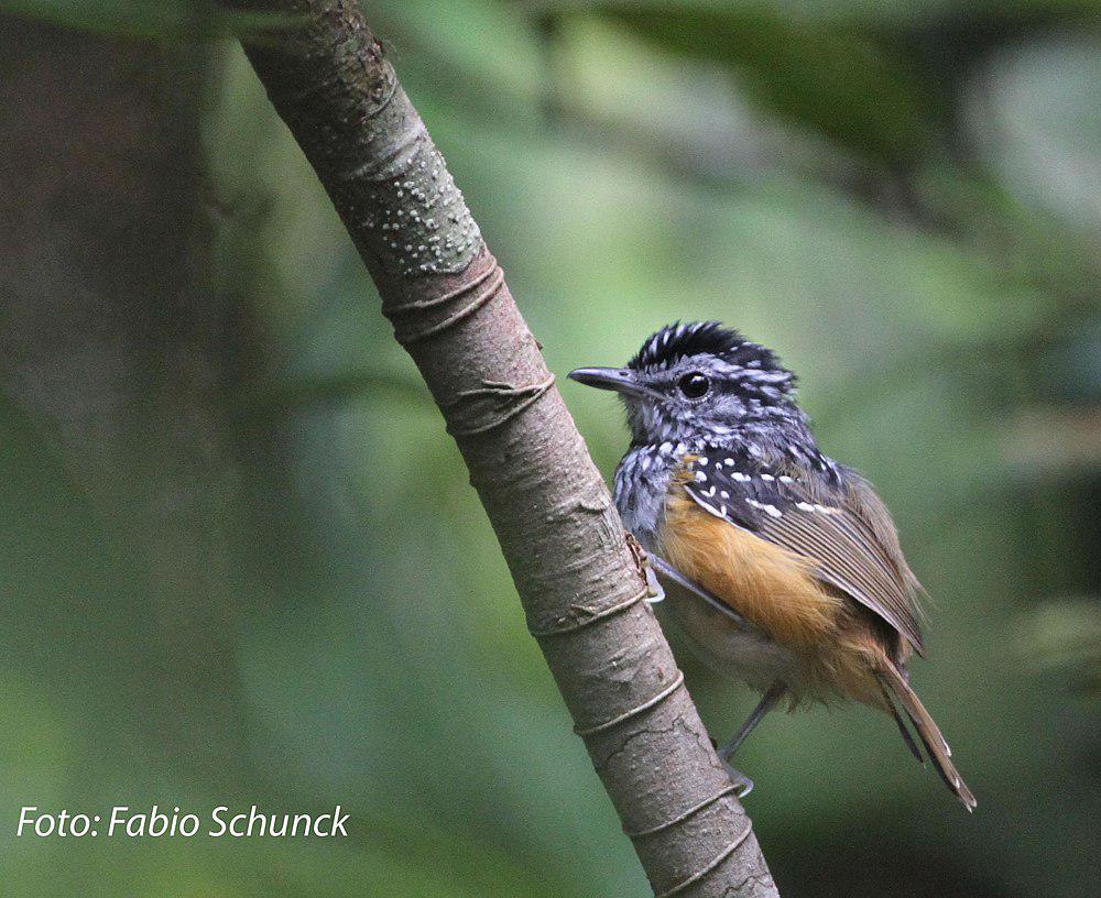 马尼科雷歌蚁鸟 / Manicore Warbling Antbird / Hypocnemis rondoni