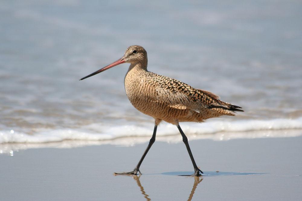 云斑塍鹬 / Marbled Godwit / Limosa fedoa