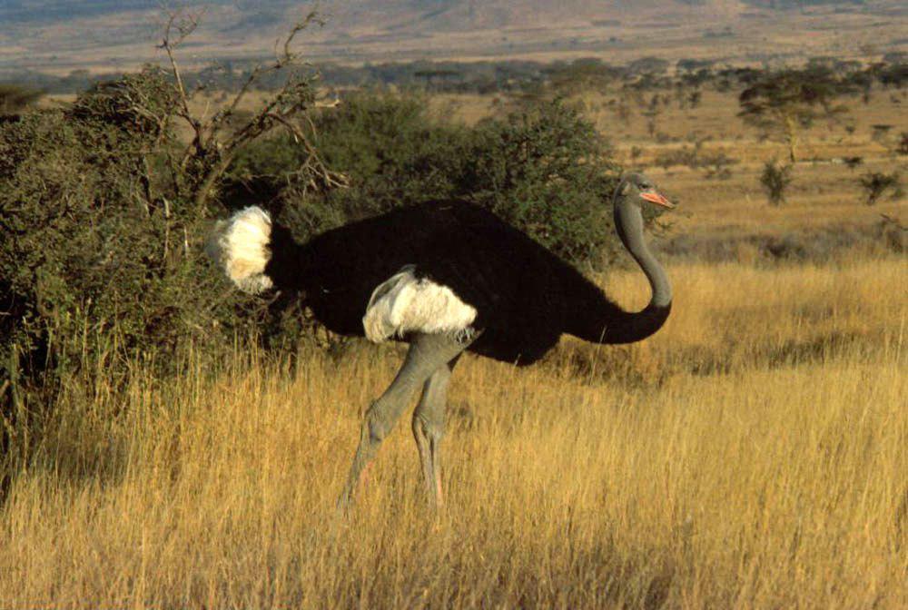 索马里鸵鸟 / Somali Ostrich / Struthio molybdophanes
