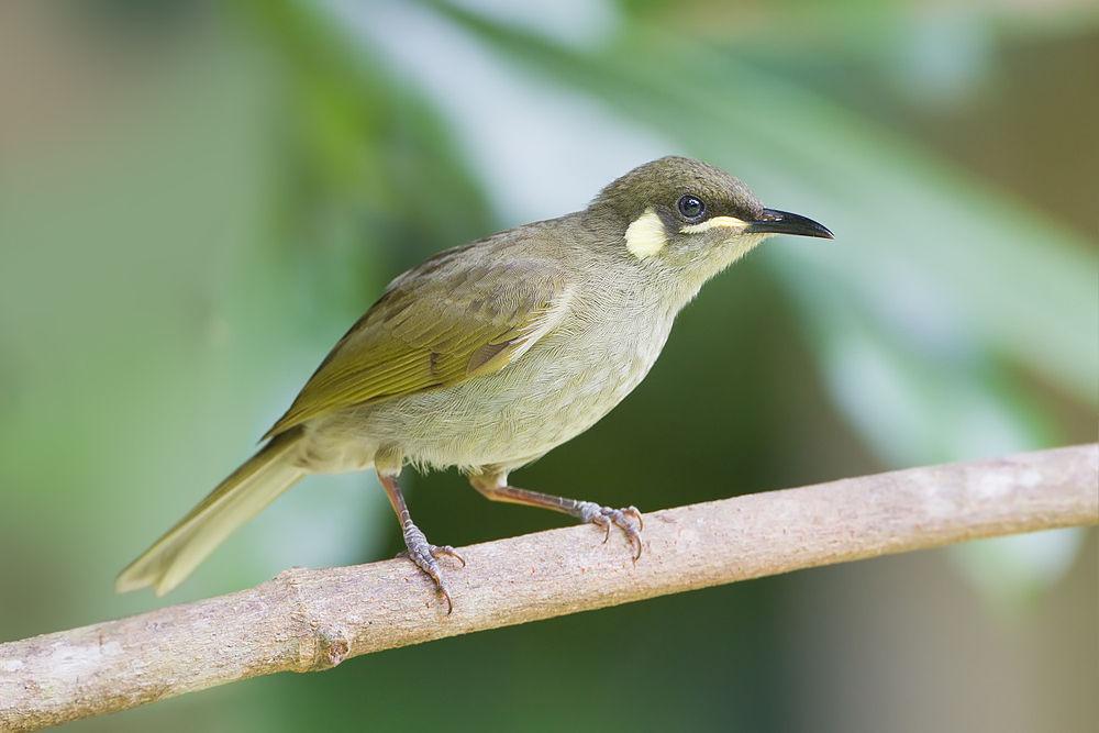 黄斑吸蜜鸟 / Yellow-spotted Honeyeater / Meliphaga notata