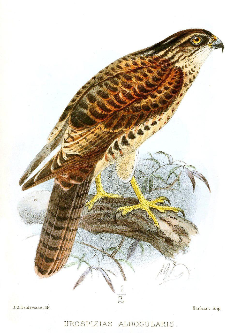 斑鹰 / Pied Goshawk / Accipiter albogularis