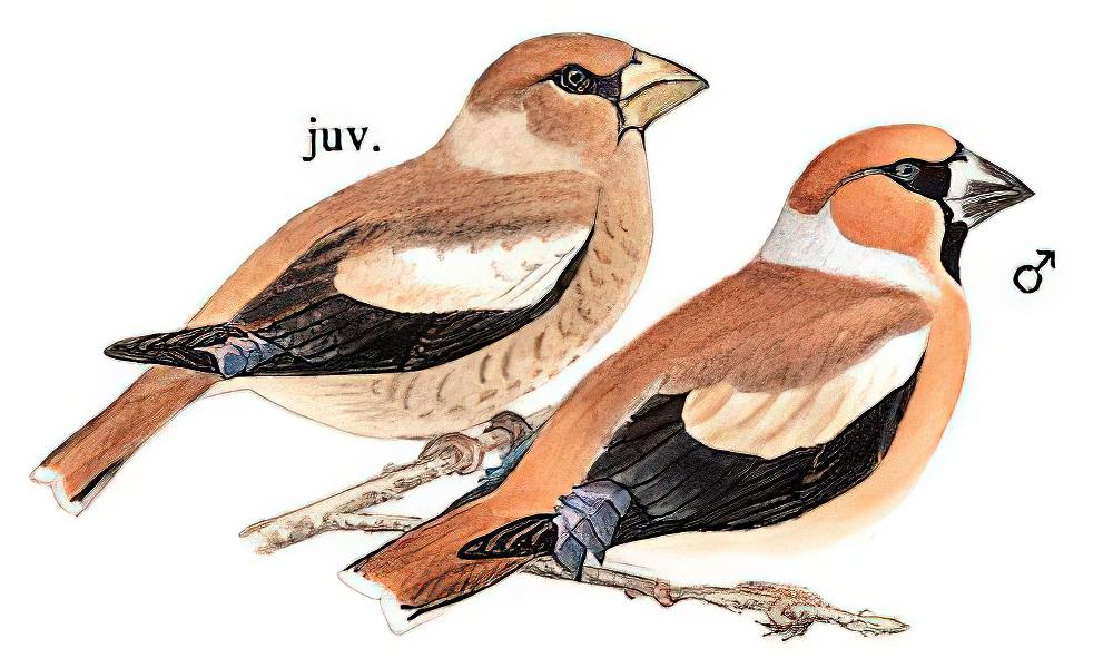 锡嘴雀 / Hawfinch / Coccothraustes coccothraustes