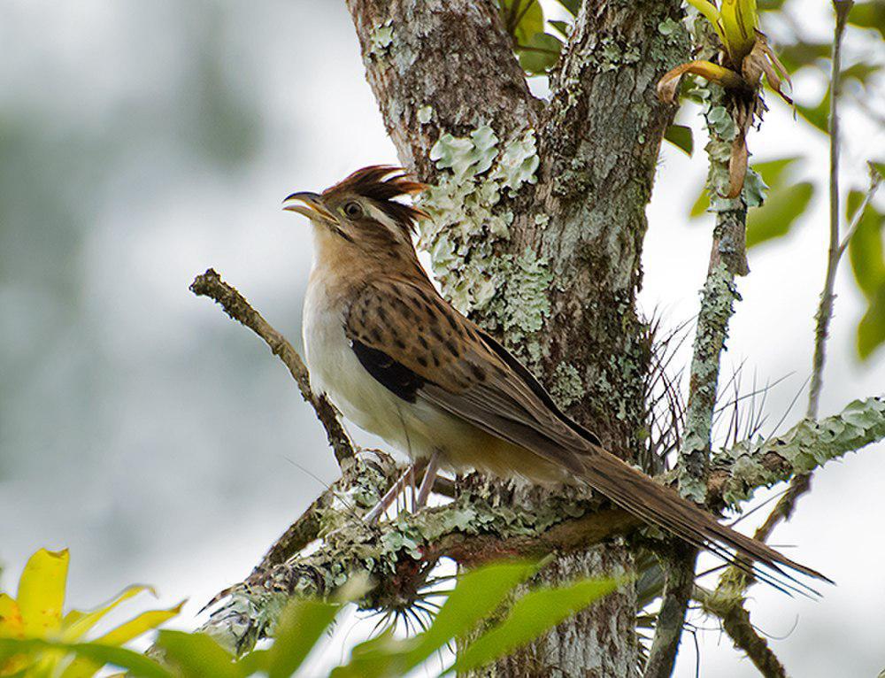 纵纹鹃 / Striped Cuckoo / Tapera naevia