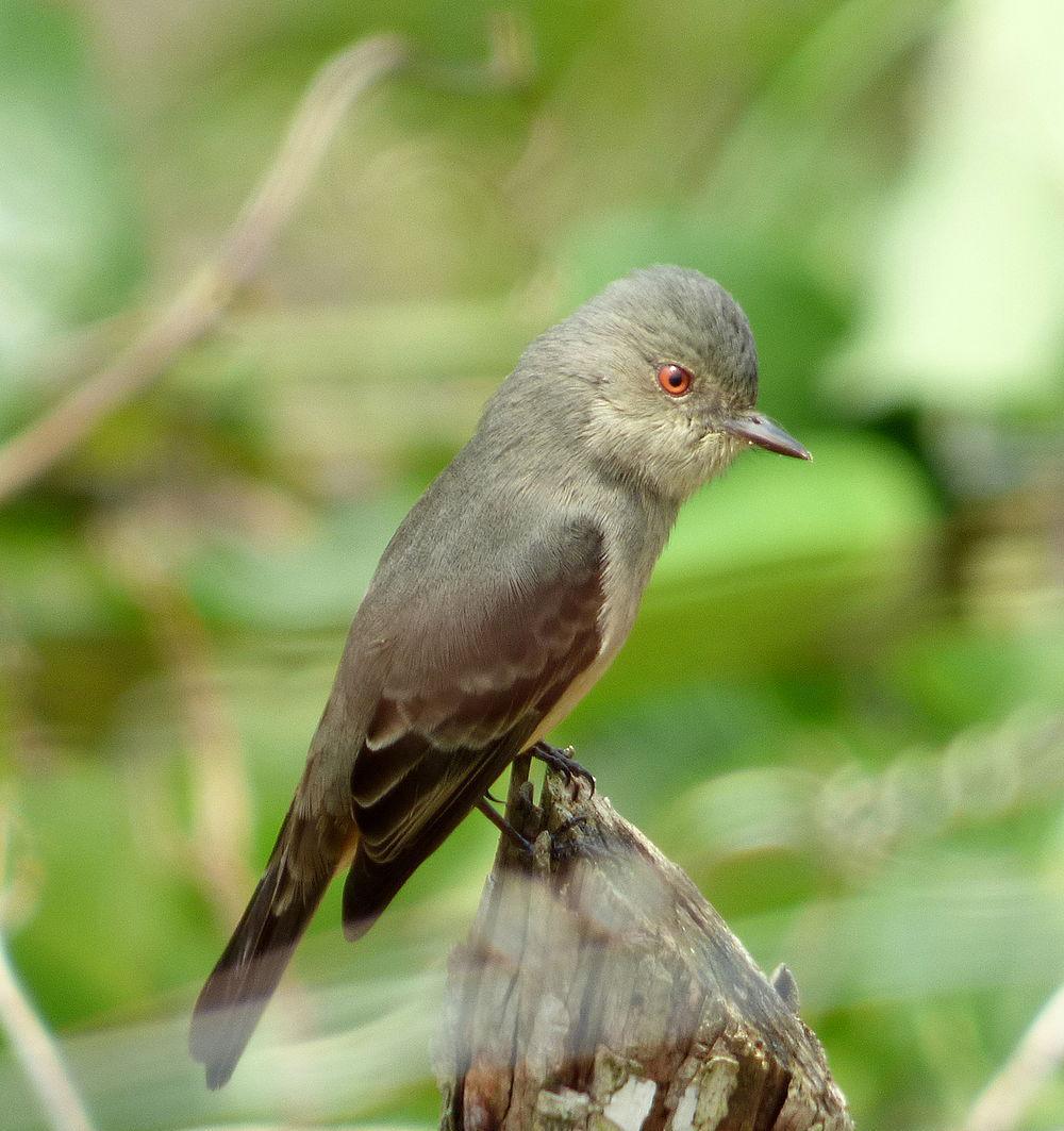 棕尾霸鹟 / Rufous-tailed Tyrant / Knipolegus poecilurus