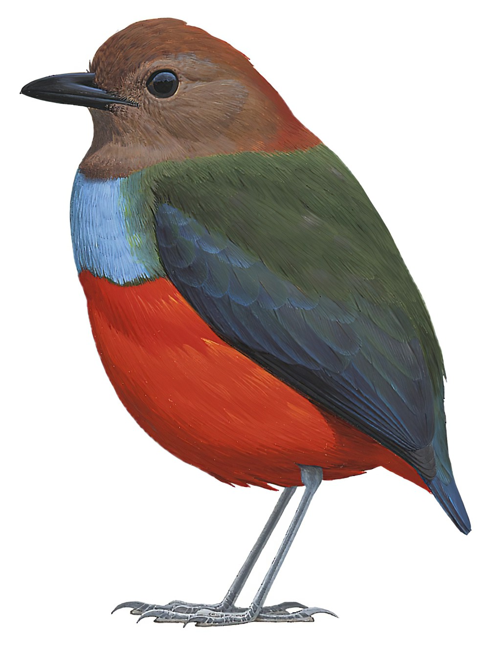 北摩鹿加八色鸫 / North Moluccan Pitta / Erythropitta rufiventris