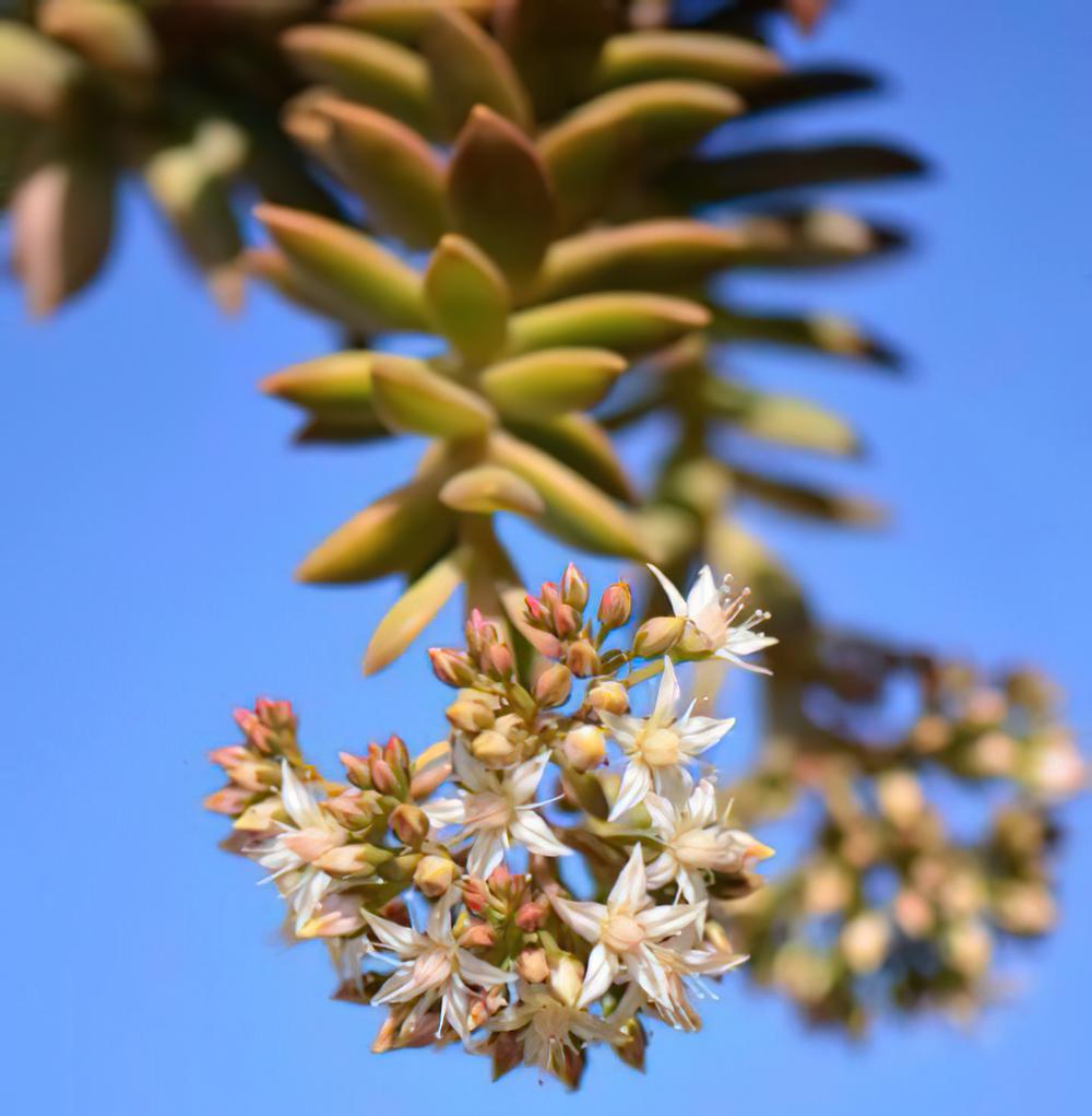 铭月 Sedum nussbaumerianum