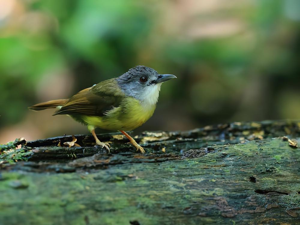 灰头冠鹎 / Yellow-bellied Bulbul / Alophoixus phaeocephalus