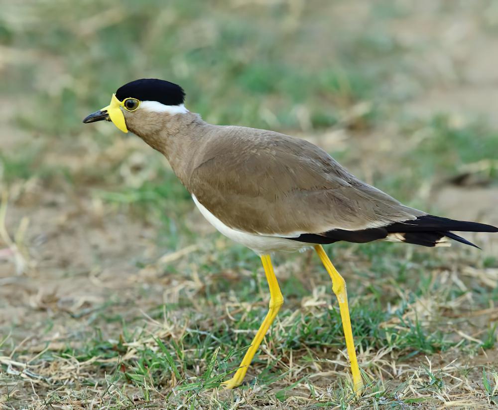 黄垂麦鸡 / Yellow-wattled Lapwing / Vanellus malabaricus