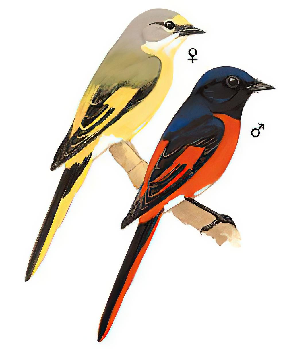 长尾山椒鸟 / Long-tailed Minivet / Pericrocotus ethologus