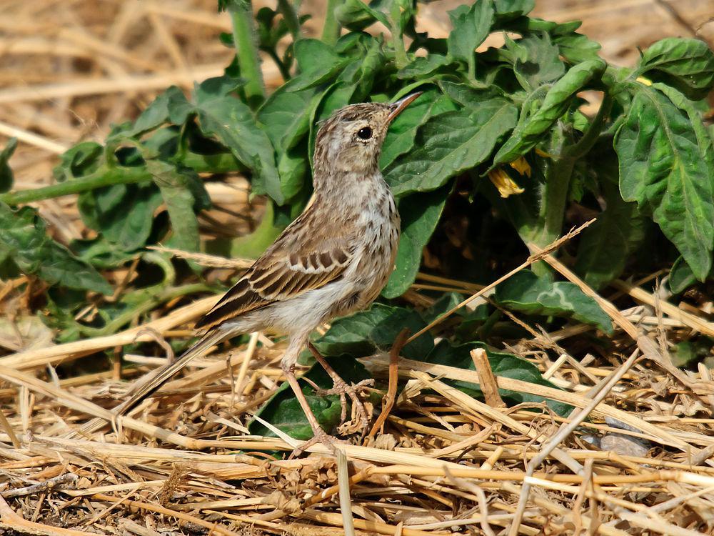 伯氏鹨 / Berthelot\'s Pipit / Anthus berthelotii