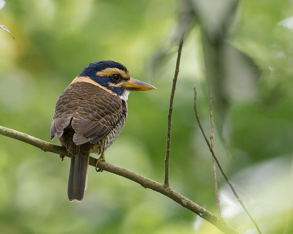 斑头翡翠 / Scaly-breasted Kingfisher / Actenoides princeps