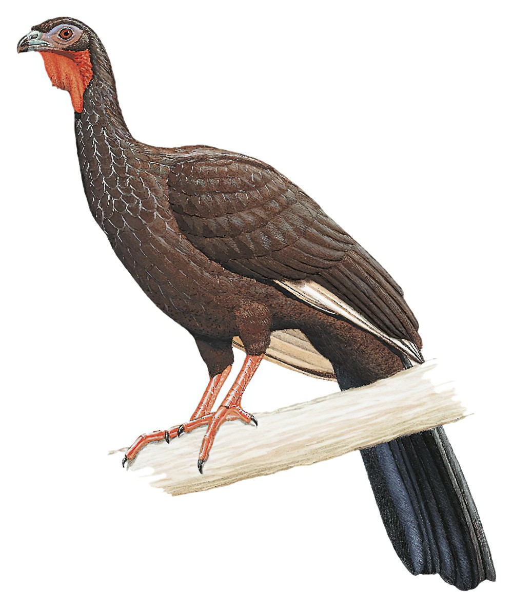 白翅冠雉 / White-winged Guan / Penelope albipennis