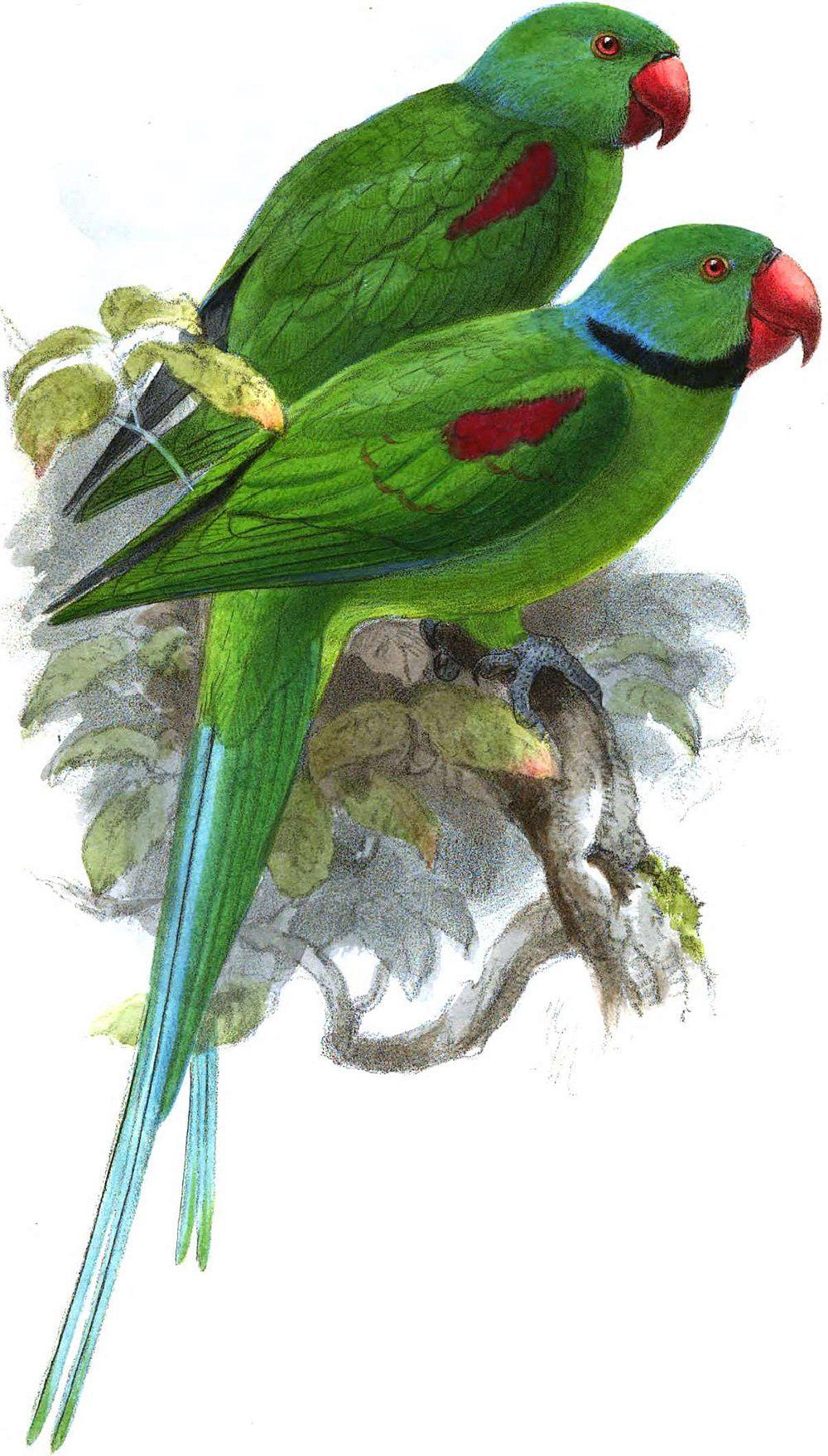 塞席尔绿鹦鹉 / Seychelles Parakeet / Psittacula wardi