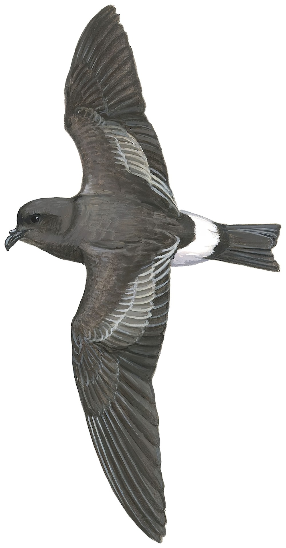 蒙氏叉尾海燕 / Monteiro's Storm Petrel / Oceanodroma monteiroi