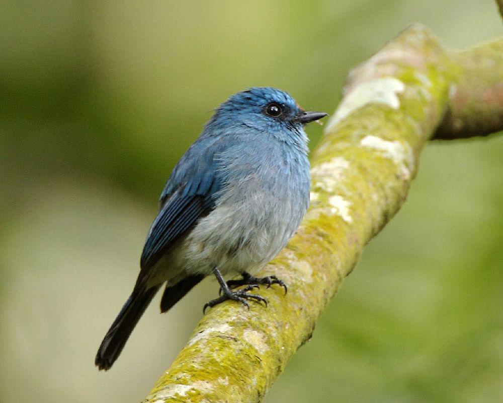 青仙鹟 / Indigo Flycatcher / Eumyias indigo