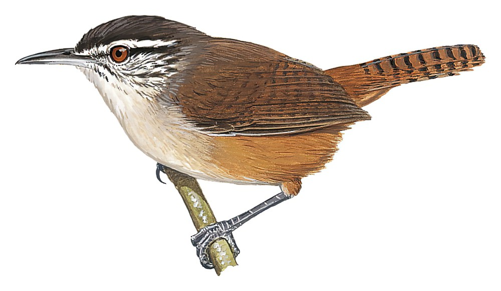 纯色苇鹪鹩 / Cabanis's Wren / Cantorchilus modestus