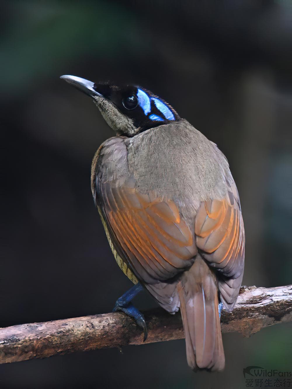 威氏极乐鸟 / Wilson\'s Bird-of-paradise / Diphyllodes respublica