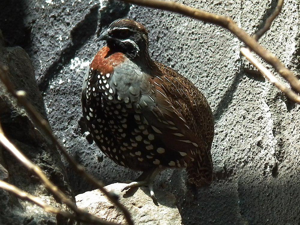 马岛鹑 / Madagascan Partridge / Margaroperdix madagarensis