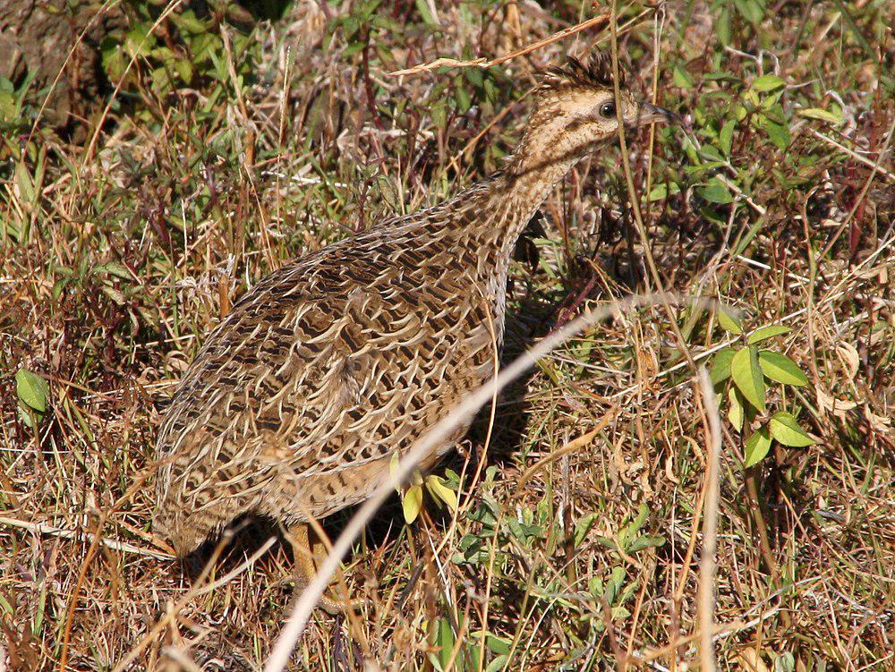 智利斑䳍 / Chilean Tinamou / Nothoprocta perdicaria