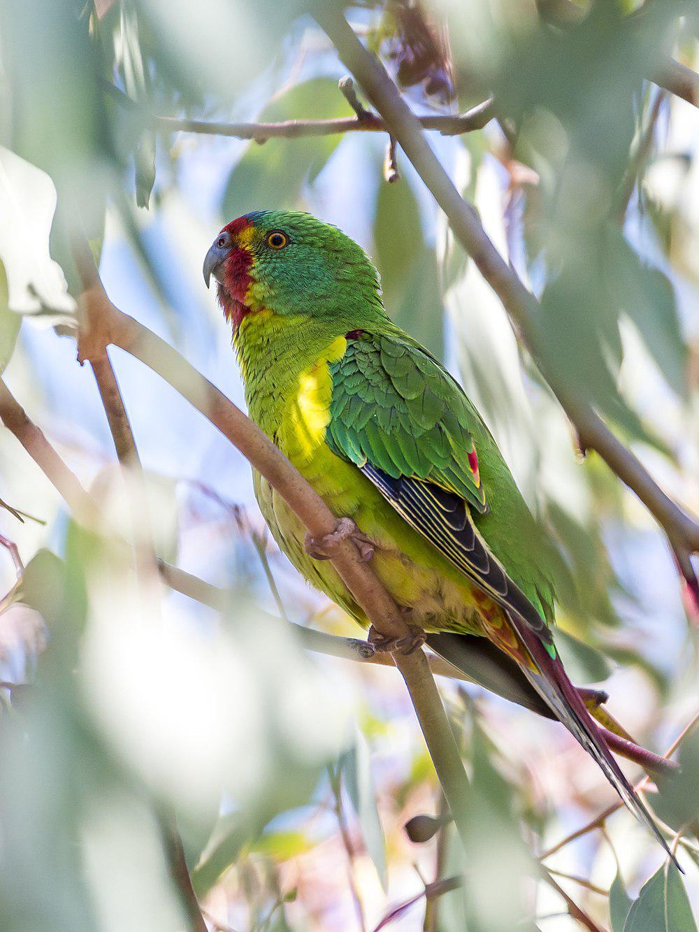 红尾绿鹦鹉 / Swift Parrot / Lathamus discolor