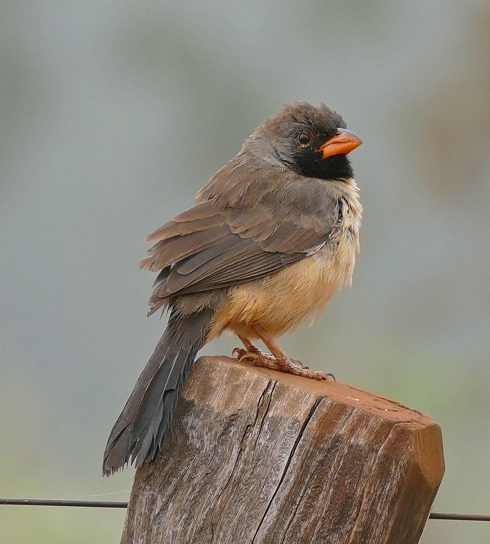 黑喉舞雀 / Black-throated Saltator / Saltatricula atricollis