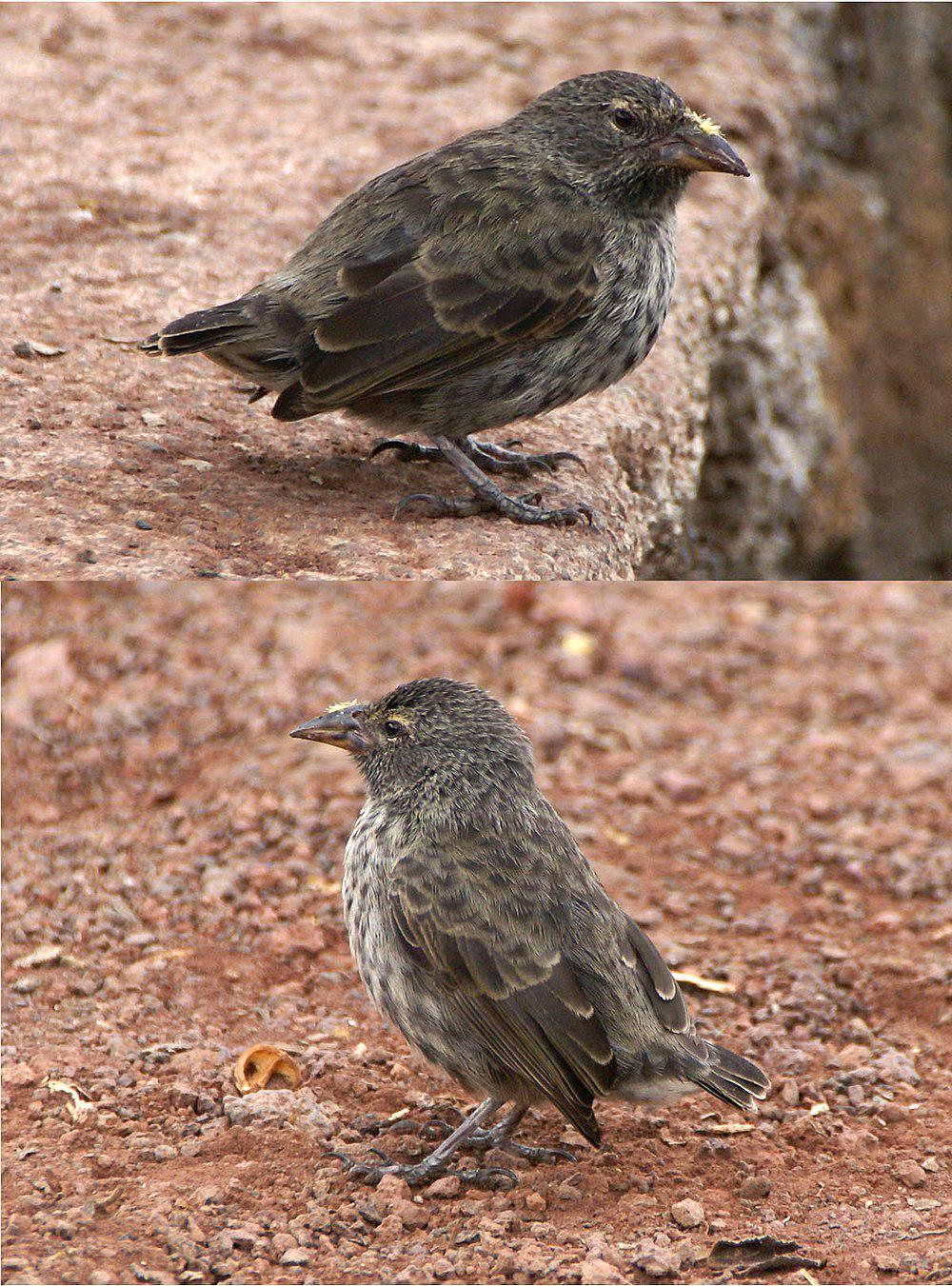 仙人掌地雀 / Common Cactus Finch / Geospiza scandens