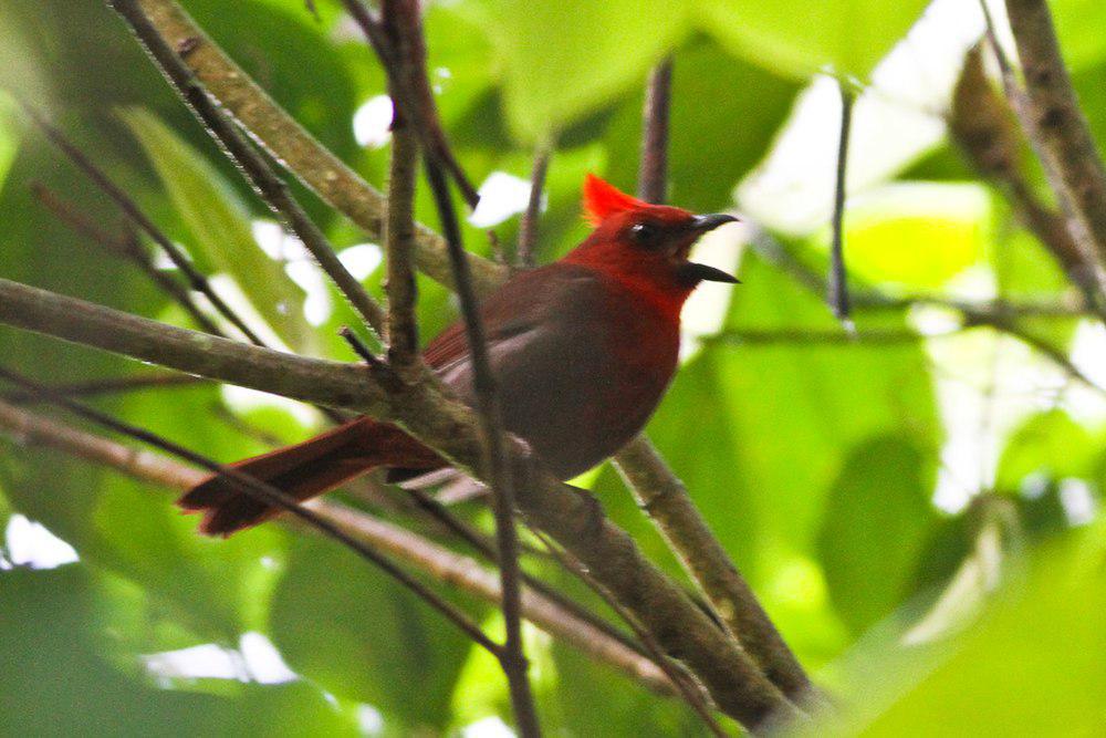 红冠蚁唐纳雀 / Crested Ant Tanager / Habia cristata