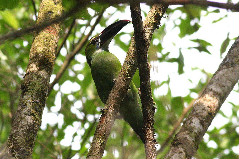 栗斑巨嘴鸟 / Chestnut-tipped Toucanet / Aulacorhynchus derbianus