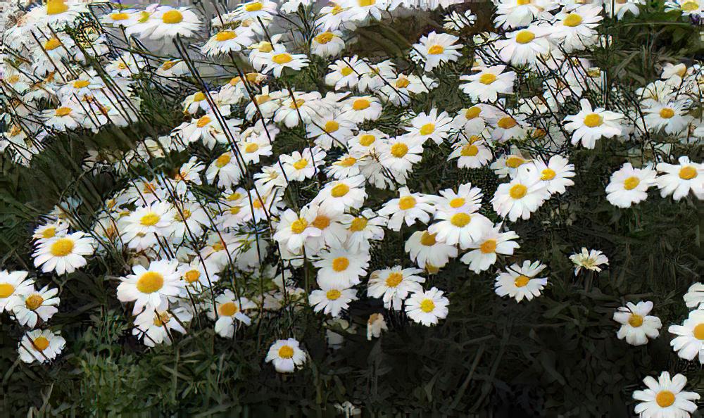 除虫无公害菊花-除虫菊