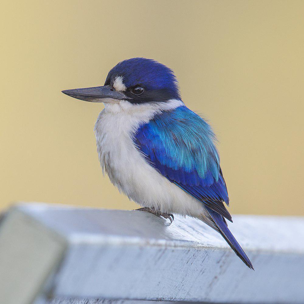 林翡翠 / Forest Kingfisher / Todiramphus macleayii