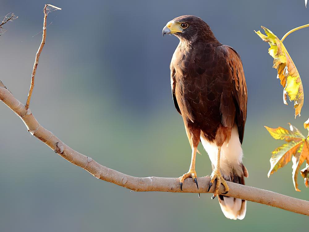 栗翅鹰 / Harris\'s Hawk / Parabuteo unicinctus