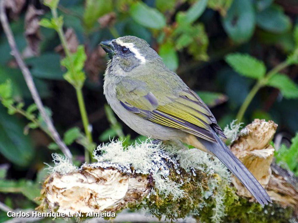 厚嘴舞雀 / Thick-billed Saltator / Saltator maxillosus