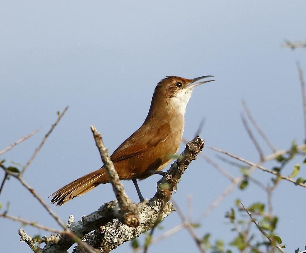 查科爬地雀 / Chaco Earthcreeper / Tarphonomus certhioides