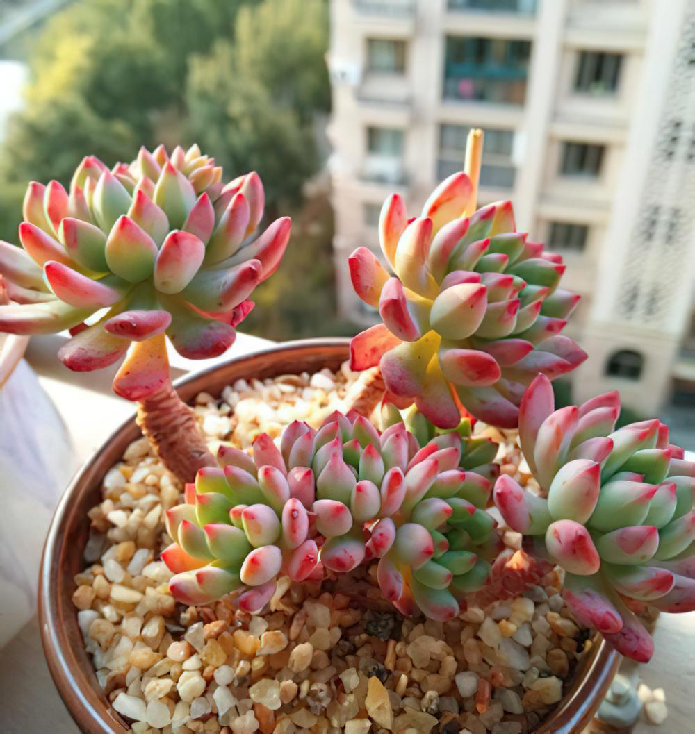 红稚莲 Echeveria macdougallii